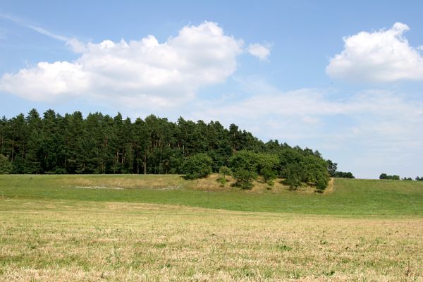 Olešnice, 26.7.2008
Step (bílá stráň) a třešňovka na západním svahu východně od obce Olešnice.
Mots-clés: Olešnice step třešňovka