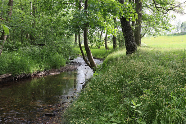 Olešnice v Orlických horách, 5.6.2023
Meandry Olešenky.
Keywords: Olešnice v Orlických horách Zelené údolí Olešenka