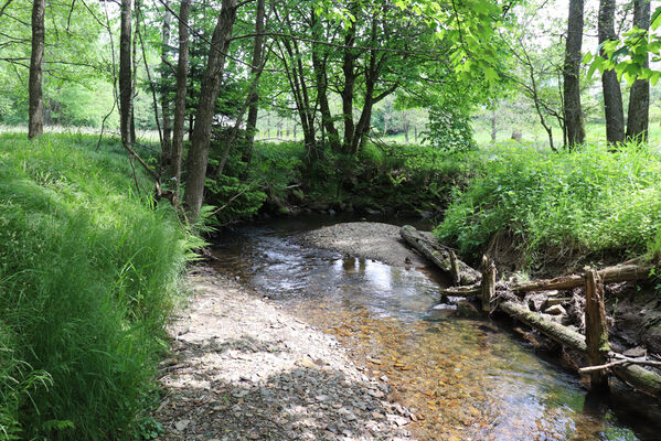 Olešnice v Orlických horách, 5.6.2023
Meandry Olešenky.
Schlüsselwörter: Olešnice v Orlických horách Olešenka