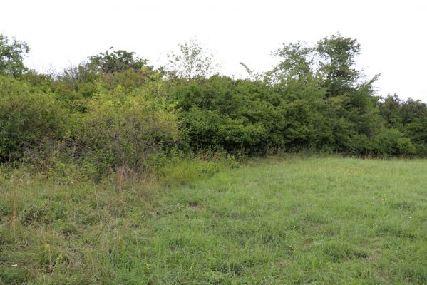 Olešnice, 8.8.2021
Na Vinici - jižní svah. Louka pod zpustlým ovocným sadem.
Klíčová slova: Olešnice Na Vinici louka sad Agriotes gallicus