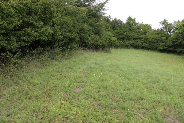 Olešnice, 8.8.2021
Na Vinici - jižní svah. Louka pod zpustlým ovocným sadem.
Klíčová slova: Olešnice Na Vinici louka sad Agriotes gallicus