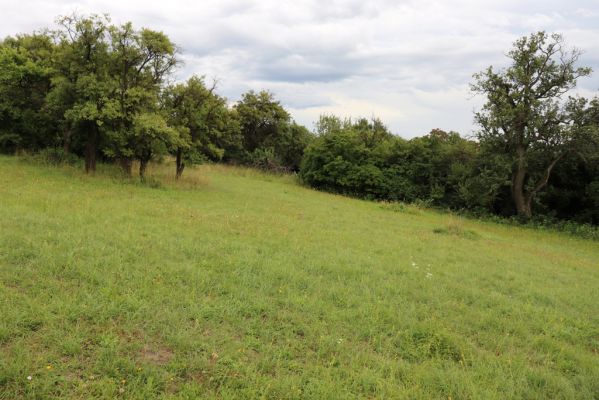 Olešnice, 8.8.2021
Na Vinici - jižní svah. Louka pod zpustlým ovocným sadem.
Klíčová slova: Olešnice Na Vinici louka sad Agriotes gallicus