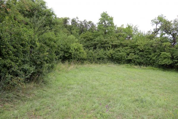 Olešnice, 8.8.2021
Na Vinici - jižní svah. Louka pod zpustlým ovocným sadem.
Klíčová slova: Olešnice Na Vinici louka sad Agriotes gallicus
