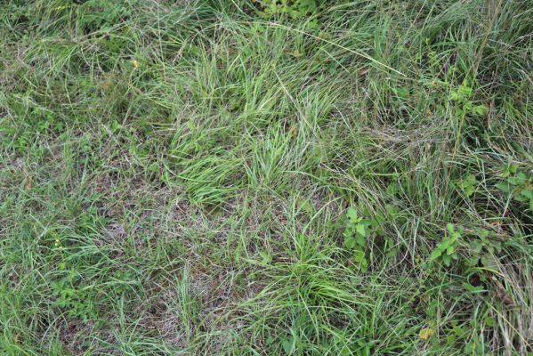 Olešnice, 8.8.2021
Na Vinici - jižní svah. Louka pod zpustlým ovocným sadem.
Klíčová slova: Olešnice Na Vinici louka sad Agriotes gallicus