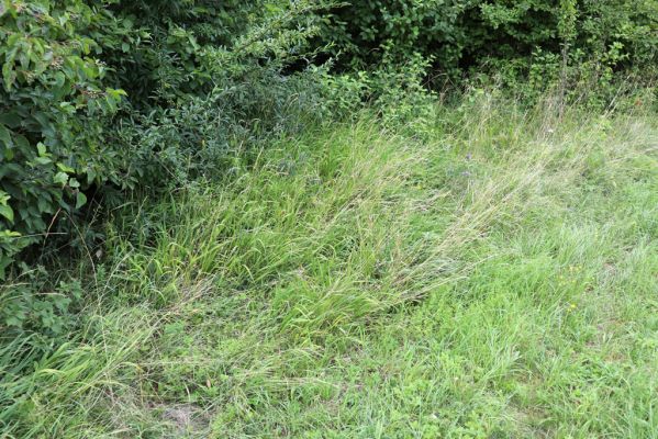 Olešnice, 8.8.2021
Na Vinici - jižní svah. Louka pod zpustlým ovocným sadem.
Klíčová slova: Olešnice Na Vinici louka sad Agriotes gallicus