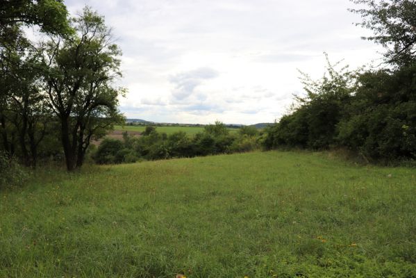 Olešnice, 8.8.2021
Na Vinici - jižní svah. Louka pod zpustlým ovocným sadem.
Schlüsselwörter: Olešnice Na Vinici louka sad Agriotes gallicus