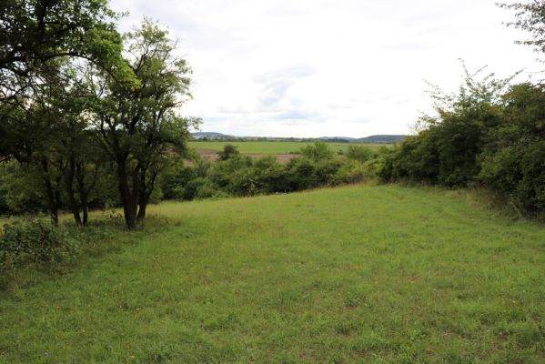 Olešnice, 8.8.2021
Na Vinici - jižní svah. Louka pod zpustlým ovocným sadem.
Klíčová slova: Olešnice Na Vinici louka sad Agriotes gallicus