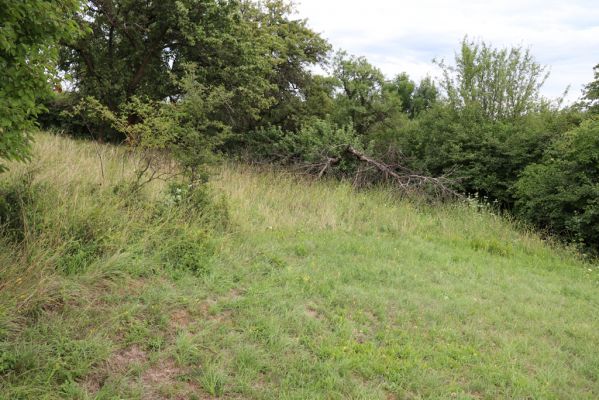 Olešnice, 8.8.2021
Na Vinici - jižní svah. Louka pod zpustlým ovocným sadem.
Klíčová slova: Olešnice Na Vinici louka sad Agriotes gallicus