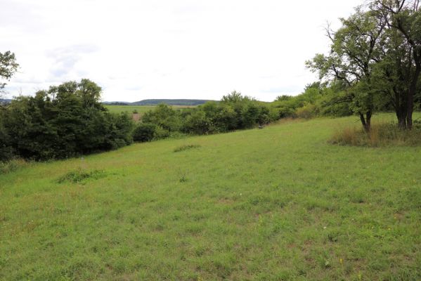 Olešnice, 8.8.2021
Na Vinici - jižní svah. Louka pod zpustlým ovocným sadem.
Klíčová slova: Olešnice Na Vinici louka sad Agriotes gallicus
