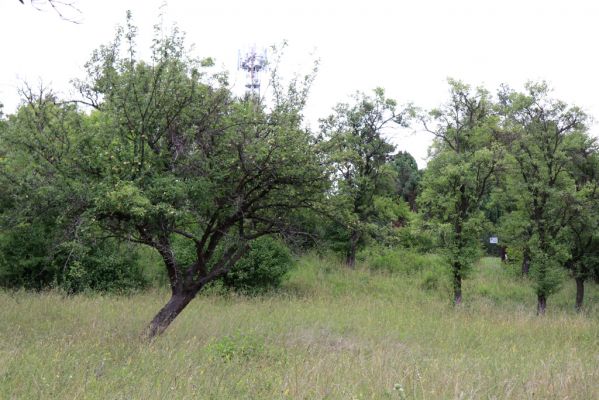 Olešnice, 8.8.2021
Na Vinici - jižní svah. Zpustlý ovocný sad.
Klíčová slova: Olešnice Na Vinici sad