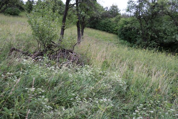 Olešnice, 8.8.2021
Na Vinici - jižní svah. Pod zpustlým ovocným sadem.
Klíčová slova: Olešnice Na Vinici sad