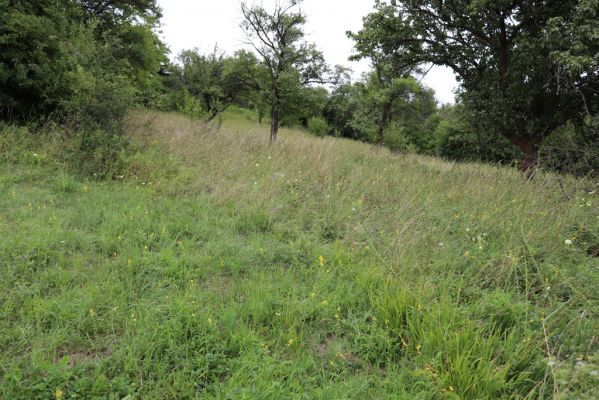 Olešnice, 8.8.2021
Na Vinici - jižní svah. Louka pod zpustlým ovocným sadem.
Klíčová slova: Olešnice Na Vinici louka sad Agriotes gallicus