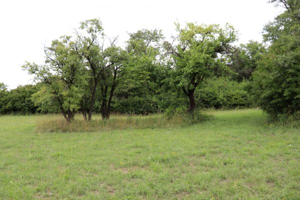 Olešnice, 8.8.2021
Na Vinici - jižní svah. Louka pod zpustlým ovocným sadem.
Klíčová slova: Olešnice Na Vinici louka sad Agriotes gallicus