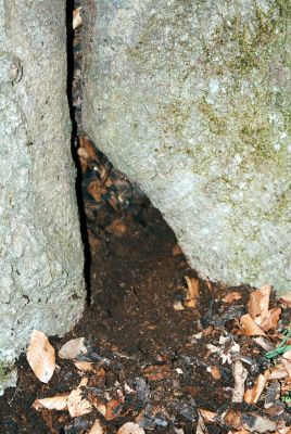 Olomučany, 13.4.2006
Josefovské údolí, Býčí skála nad Hutí Františka. Dutý buk osídlený kovaříky Ischnodes sanguinicollis.


Mots-clés: Olomučany Josefovské údolí rezervace Býčí skála Ischnodes sanguinicollis