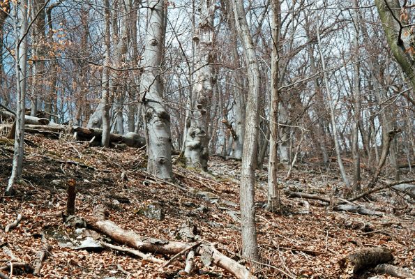 Olomučany, 13.4.2006
Josefovské údolí, Býčí skála nad Hutí Františka.



Mots-clés: Olomučany Josefovské údolí rezervace Býčí skála