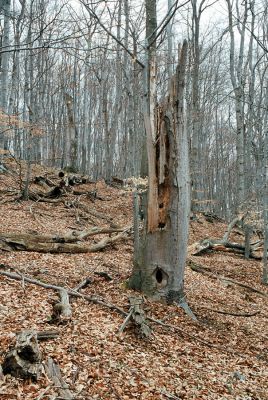 Olomučany, 13.4.2006
Josefovské údolí, Býčí skála nad Hutí Františka.



Schlüsselwörter: Olomučany Josefovské údolí rezervace Býčí skála Ischnodes sanguinicollis