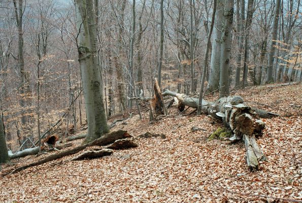 Olomučany, 13.4.2006
Josefovské údolí, Slovenská stráň.

Mots-clés: Olomučany Josefovské údolí rezervace Býčí skála Slovenská stráň Elater ferrugineus