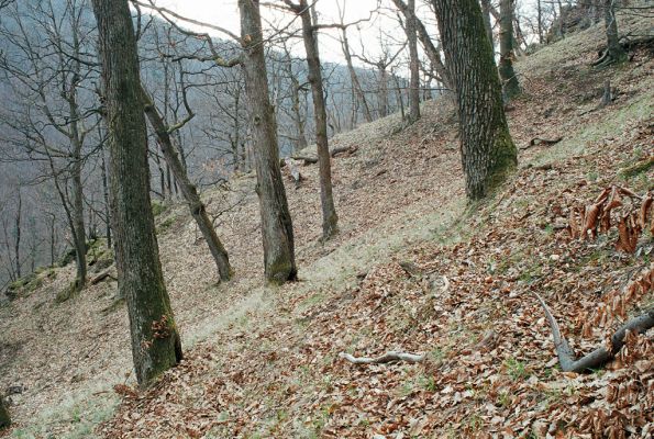 Olomučany, 13.4.2006
Josefovské údolí, Slovenská stráň.



Keywords: Olomučany Josefovské údolí rezervace Býčí skála Slovenská stráň Limoniscus violaceus