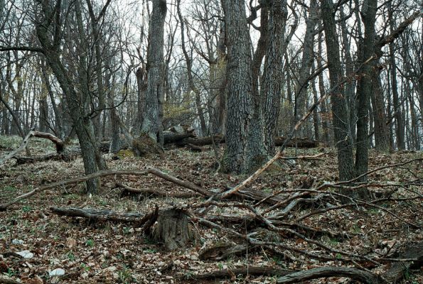 Olomučany, 13.4.2006
Josefovské údolí, Slovenská stráň.



Schlüsselwörter: Olomučany Josefovské údolí rezervace Býčí skála Slovenská stráň Ampedus brunnicornis