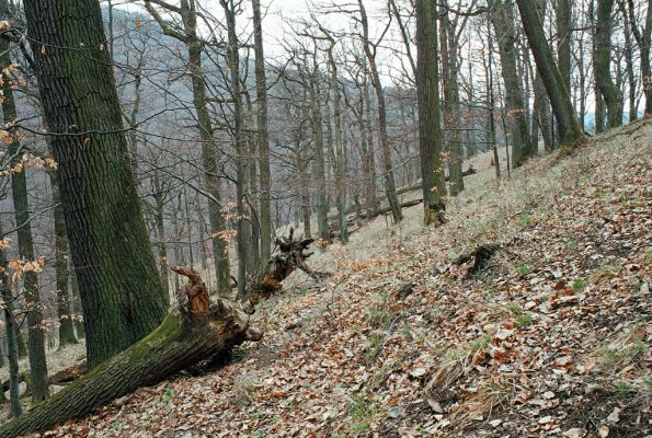 Olomučany, 13.4.2006
Josefovské údolí, Slovenská stráň.



Schlüsselwörter: Olomučany Josefovské údolí rezervace Býčí skála Slovenská stráň Limoniscus violaceus