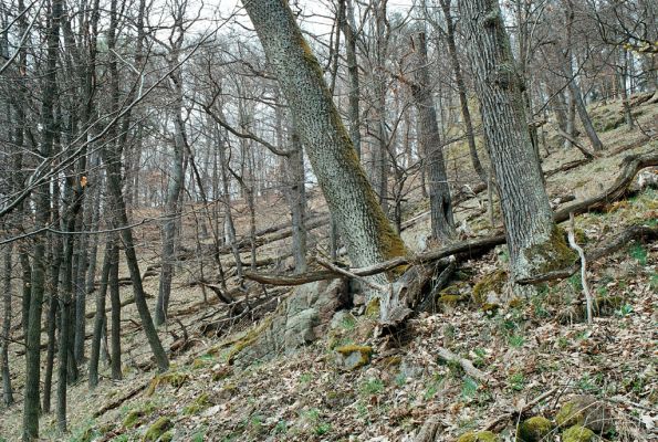 Olomučany, 13.4.2006
Josefovské údolí, Slovenská stráň.



Mots-clés: Olomučany Josefovské údolí rezervace Býčí skála Slovenská stráň