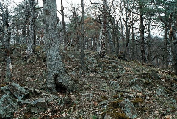 Olomučany, 13.4.2006
Josefovské údolí, Nad Prachárnou.



Schlüsselwörter: Olomučany Josefovské údolí rezervace Býčí skála Nad Prachárnou Podeonius acuticornis Cardiophorus nigerrimus