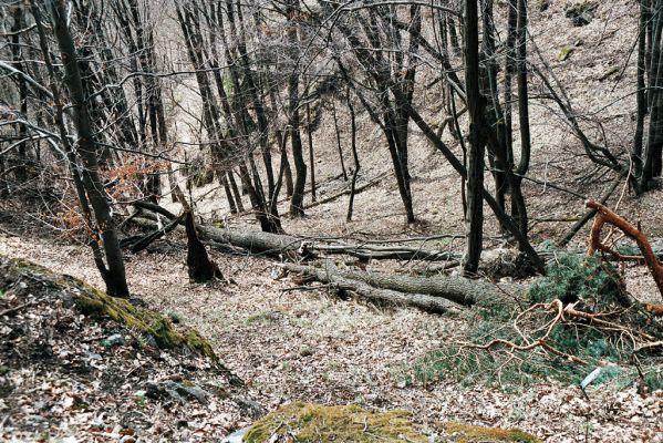 Olešná, 4.4.2006
Suťový les nad Svitavou.

Klíčová slova: Olešná suťový les