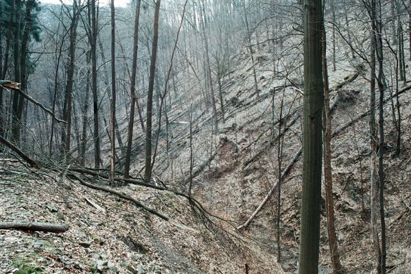 Olešná, 4.4.2006
Suťový les nad Svitavou.

Schlüsselwörter: Olešná suťový les Dentocollis rubens