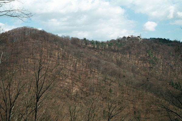 Vranov, 4.4.2006
Pohled od západu na Nový Hrad.


Schlüsselwörter: Vranov Nový Hrad Limoniscus violaceus