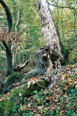 Olomučany, 6.10.2006
Josefovské údolí u Adamova. Rozlomený buk osídlený kovaříky Elater ferrugineus a Ischnodes sanguinicollis.

Keywords: Olomučany Josefovské údolí Elater ferrugineus Ischnodes sanguinicollis