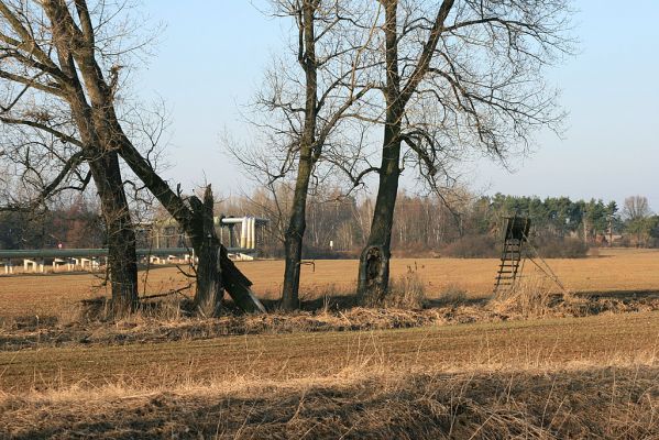 Opatovice-skupina topolů-10.2.2008
Skupina starých topolů u silnice k Labi. Osidluje je bohaté společenství živočichů, např. vzácný dřevomil Eucnemis capucina.
Mots-clés: Opatovice topol most Eucnamis capucina