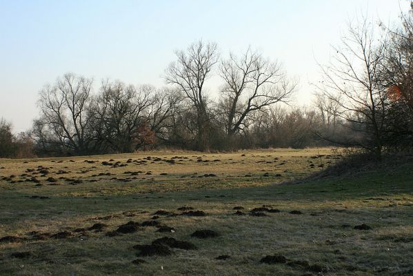 Opatovice-lužní les-10.2.2008
Jak je vidět, na záplavových lukách u Labe se pilně pracuje.
Schlüsselwörter: Opatovice lužní les záplavové louky most