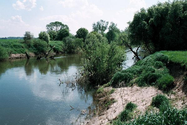 Opatovice-Labe u Vysoké, 1.5.2006
Labe přestává být kanálem, jeho břehy ožívají...
Klíčová slova: Opatovice Vysoká nad Labem Labe