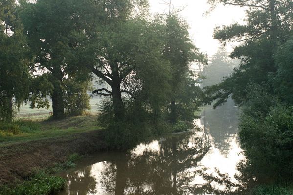 Opatovice-Opatovický kanál-26.8.2007
U odbočky k Vysoké nad Labem. Ranní mlhy nad kanálem.
Schlüsselwörter: Opatovice Opatovický kanál