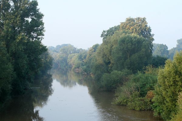 Opatovice-Labe-26.8.2007
Ranní pohled na Labe z mostu k Vysoké nad Labem. 
Klíčová slova: Opatovice Labe most pobřežní porosty