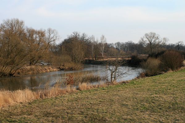 Opatovice-Bukovina, meandr Labe, 6.3.2007
Za mostem od elektrárny k popílkovišti Labe vytváří mohutný meandr s ostrovy a písčitými náplavy.
Mots-clés: Opatovice Bukovina meandr Labe ostrov