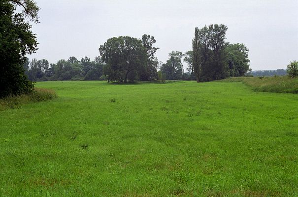 Opatovice-Hrozná, 9.6.2002
Poledne, zataženo, před bouřkou. Na záplavových lukách probíhá rojení kovaříků Oedostethus quadripustulatus
Schlüsselwörter: Opatovice Hrozná Oedostethus quadripustulatus