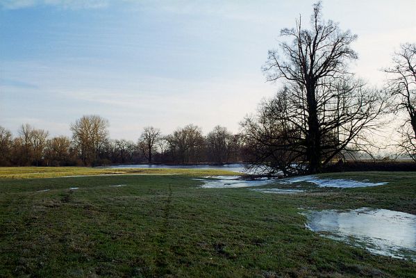 Opatovice-Polabiny, zima 2002/2003
Část záplavových luk je pokryta rozpraskaným ledovým krunýřem
Keywords: Opatovice Polabiny