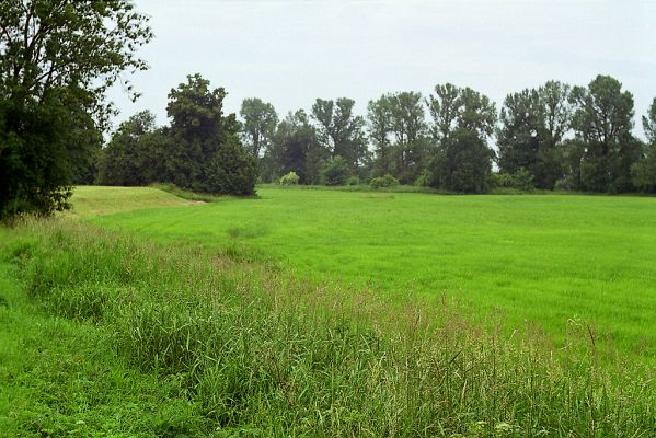 Opatovice-Polabiny,9.6.2002
Poledne, zataženo, před bouřkou. Na záplavových lukách probíhá rojení kovaříků Oedostethus quadripustulatus
Klíčová slova: Opatovice Polabiny Oedostethus quadripustulatus