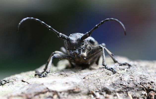 tesařík Lamia textor
Lužní lesy jsou domovem mnoha pozoruhodných živočichů. 
Schlüsselwörter: Opatovicko Polabiny Coleoptera Cerambycidae Lamia textor