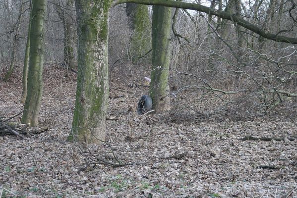 Opatovice-lužní les, 1.2.2007
Lužní les u mostu k Vysoké nad Labem. Javor - zimoviště druhů čeledi Throscidae
Mots-clés: Opatovice lužní les Throscidae