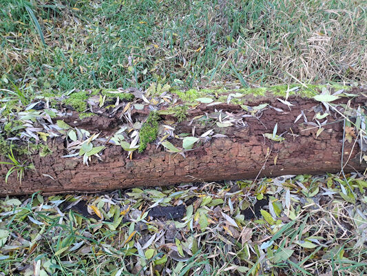 Opatovice nad Labem, 12.11.2023
Slepé rameno Labe Polabiny.
Keywords: Opatovice nad Labem Polabiny Ampedus elegantulus