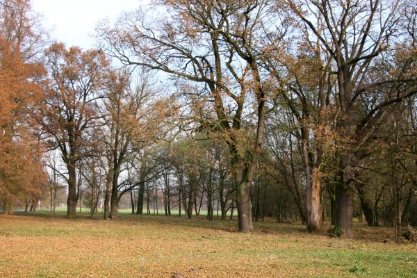 Opatovice nad Labem, Tůň, 14.11.2009
Solitérní duby u lipové aleje.
Klíčová slova: Opatovice nad Labem Tůň