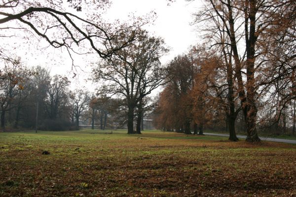 Opatovice nad Labem, Tůň, 14.11.2009
Solitérní duby u lipové aleje.
Klíčová slova: Opatovice nad Labem Tůň Athous bicolor