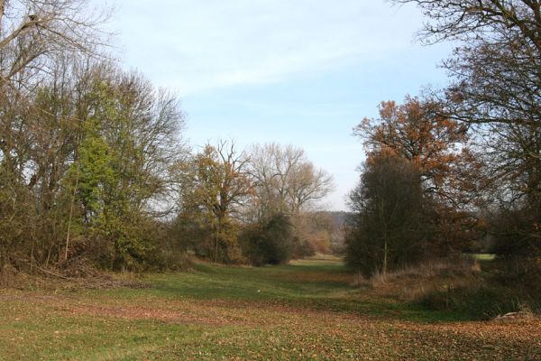 Opatovice nad Labem, Tůň, 14.11.2009
Staré koryto Labe u Vysockého mostu.
Schlüsselwörter: Opatovice nad Labem Tůň