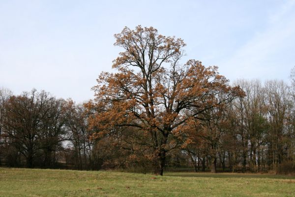 Solitérní dub.
Schlüsselwörter: Opatovice nad Labem Tůň