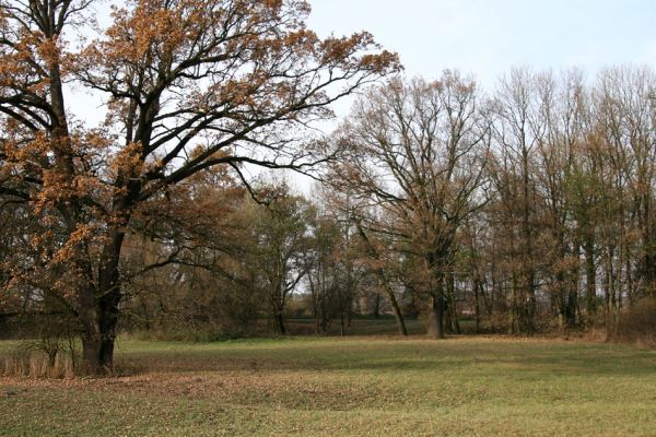 Opatovice nad Labem, Tůň, 14.11.2009
Solitérní duby.
Schlüsselwörter: Opatovice nad Labem Tůň