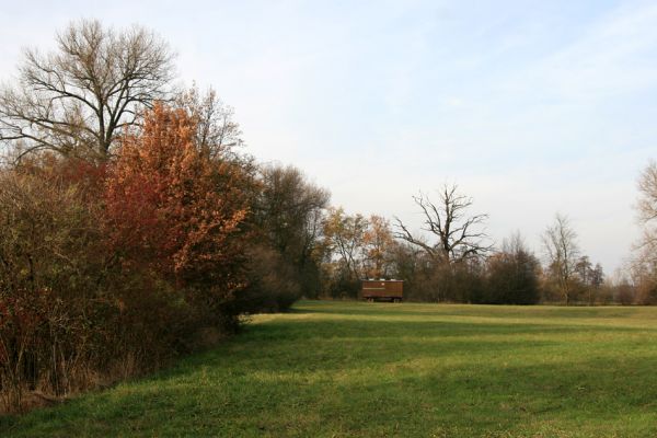 Opatovice nad Labem, Tůň, 14.11.2009
Louky a remízky u Labe.
Klíčová slova: Opatovice nad Labem Tůň