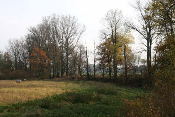 Opatovice nad Labem, Hrozná, 14.11.2009
Přírodní památka Hrozná - pohled na slepé rameno Labe.
Klíčová slova: Opatovice nad Labem Hrozná Labe