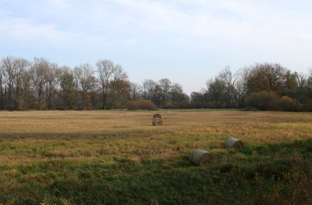 Opatovice nad Labem, Hrozná, 14.11.2009
Přírodní památka Hrozná - pohled na záplavové louky.
Klíčová slova: Opatovice nad Labem Hrozná